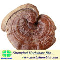 Changbai Ganoderma: Ganoderma lucidum, Ganoderma lucidum basswood with handle
